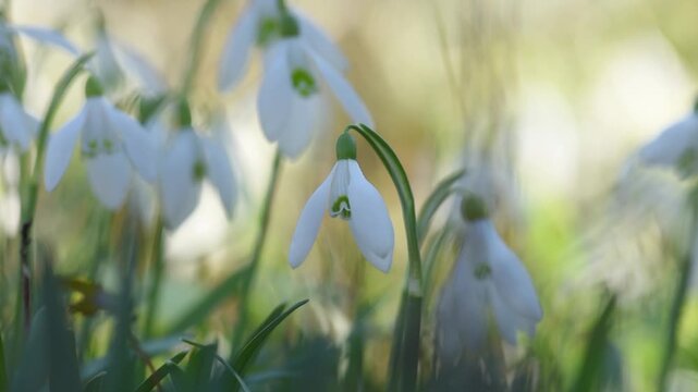 Snowdrop flower meadow with bokeh light. Springtime nature background. March season landscape  wallpaper.