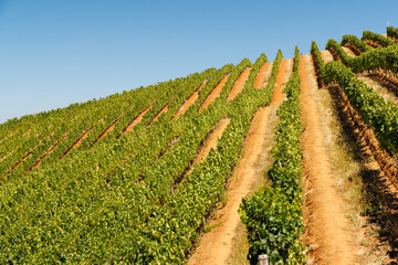 Naklejka premium Sunlit vineyard rows in South Africa