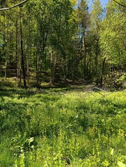 Obraz premium forest 