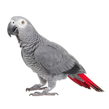 African Grey Parrot with Red Tail