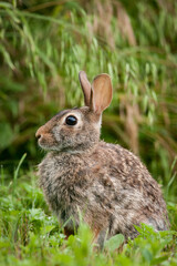Fototapeta premium Eastern cottontail (Sylvilagus floridanus) rabbit sitting among green vegetation on a late spring morning