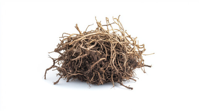 A tangled cluster of dry, earthy brown roots is centrally positioned on a stark white backdrop, showcasing the intricate network of natural textures and forms for design.