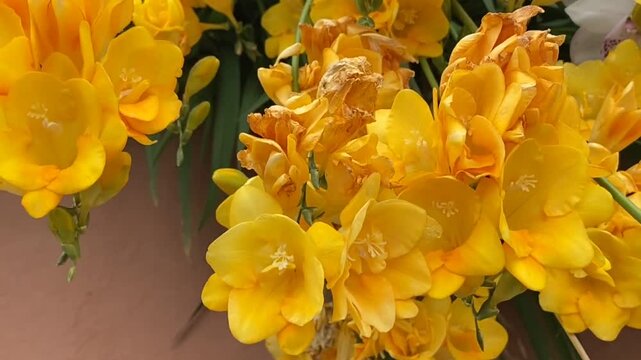 Close up of Yellow freesia or Freesia refracta flowers in the garden, 4K.