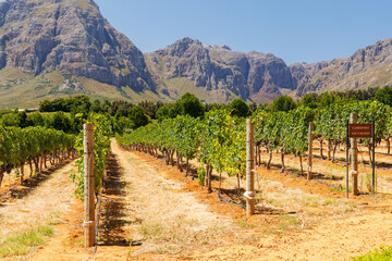 Naklejka premium Sunlit vineyard rows with mountain backdrop