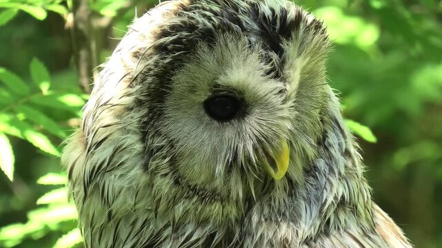 Ural owl perching and looking around in a forest. Strix uralensis bird observing environment in a sanctuary. Wild predator owl in natural habitat wildlife scene