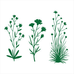 Fototapeta premium Green Silhouette Wildflowers and Grasses Collection