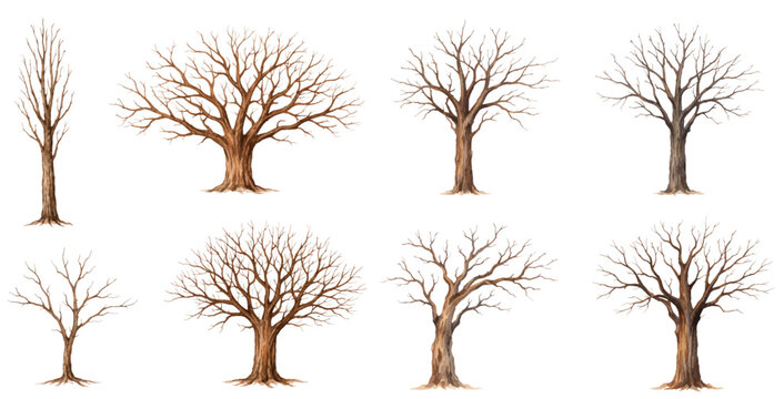 A charming watercolor collection of dry trees featuring leafless branches and bare trunks illustrated in a natural woodland style.