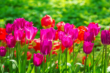 Blooming colorful tulips in the park. Tulip festival.