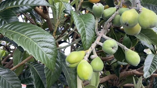 Close up Nispero fruits ripening on the tree, also known as Japanese Loquat or Eriobotrya japonica in the garden of Tenerife,Canary Islands, Spain,4K.