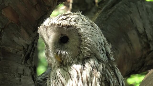 Ural owl perching and looking around in forest. A wild Strix uralensis bird resting on tree branch. Nocturnal predator observed in natural sanctuary habitat