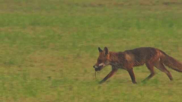 red fox running across meadow with prey in the mouth