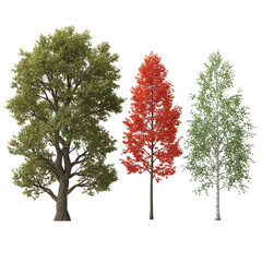 Three distinct trees showing different seasonal colors and shapes