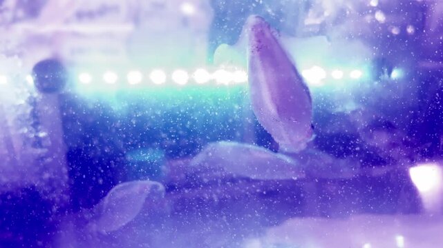 Fresh cuttlefish at seafood market with big eyes and tentacles, illuminated by cool lighting.