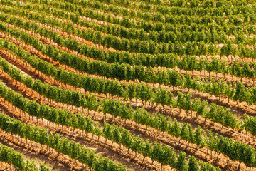 Naklejka premium Sunlit vineyard rows in South Africa