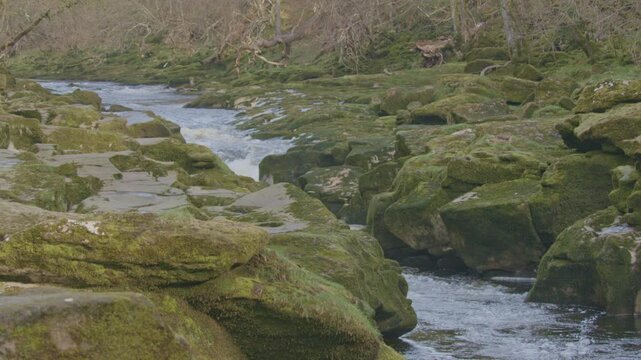 The Strid is a dangerous section of the River Wharfe which flows through the Bolton Abbey estate, North Yorkshire, UK. 100fps 4k