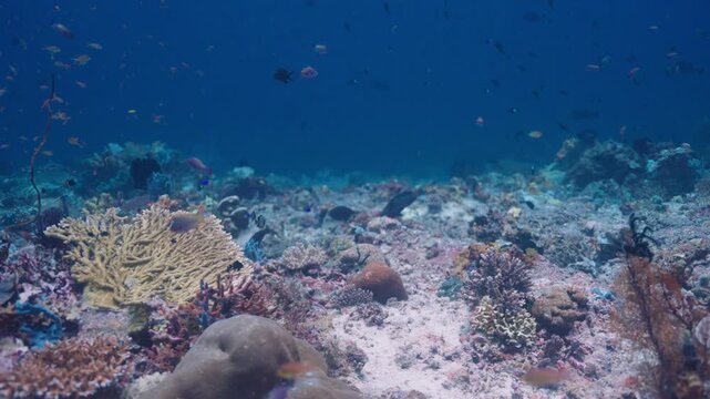 Underwater world consisting of a seabed filled with coral of different colours and textures and fish swimming peacefully around in the blue depths of the ocean