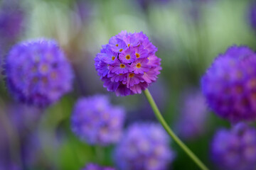 Fototapeta premium Blooming Primula Denticulata