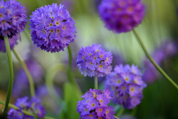 Fototapeta premium Blooming Primula Denticulata