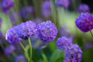 Obraz premium Blooming Primula Denticulata