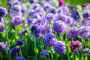 Obraz premium Blooming Primula Denticulata