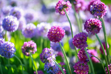 Fototapeta premium Blooming Primula Denticulata