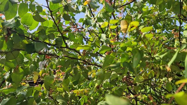 Lush Green Starfruit Tree Leaves (Averrhoa carambola) Under Bright Morning Sunlight, Tropical Orchard Background