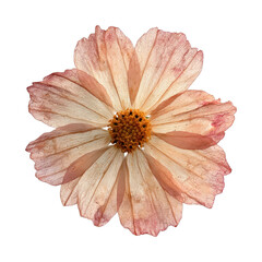 Fototapeta premium PNG Delicate dried flower art