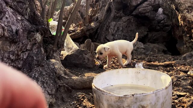 Puppy emerges from dark hole in rock and instantly roughhouses with sibling in sunlight.