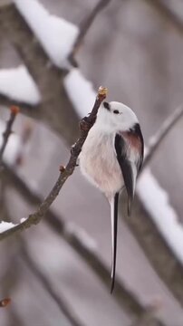 The long tailed tit (Aegithalos caudatus), also named long tailed bushtit in the snow.