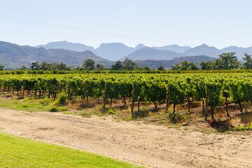 Naklejka premium Sunlit vineyard rows with mountain backdrop
