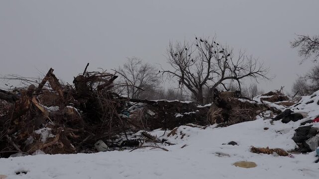 A flock of crows sits on a tree at a city dump, huge tree roots are visible, winter, wide shot
