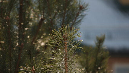 Gałązka sosny zwyczajnej z widocznymi zielonymi igłami. © tomo81