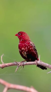Bright red finch bird with white spots sitting on a thorny branch in nature.