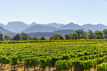 Naklejka premium Sunlit vineyard rows