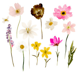 Fototapeta premium Botanical Wild Field Flowers PNG Bundle Isolated on Transparent Background