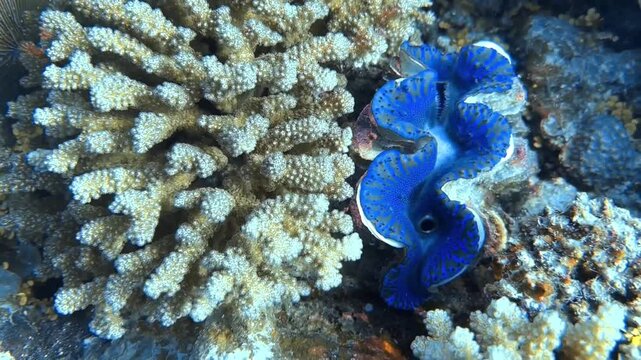 Electric Blue Giant Clam with Open Mantle on Coral Reef