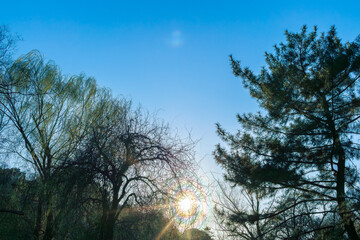 Sun halo with rainbow colors around the sun seen through trees in a park. Natural atmospheric phenomenon shining in the sky.