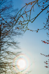 Obraz premium Sun halo with rainbow colors around the sun seen through trees in a park. Natural atmospheric phenomenon shining in the sky.