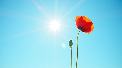 Single Red Poppy Flower Rising Into Bright Blue Sky, Minimal Spring Wildflower Background with Copy Space