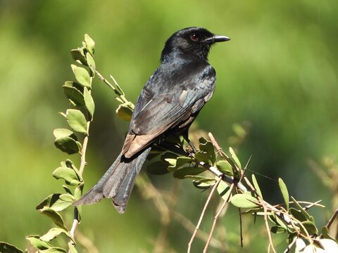 Fork-tailed drongo