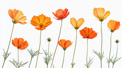 Fototapeta premium A vibrant group of orange cosmos flowers blooms against a crisp white background, showcasing their delicate petals and slender stems in a natural arrangement.