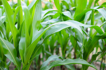 Obraz premium Healthy green corn plants growing in organic farm field