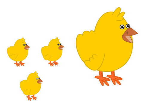 Breeding a group of four yellow chicks on a white background - vector
