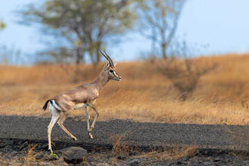 indian gazelle © chirag