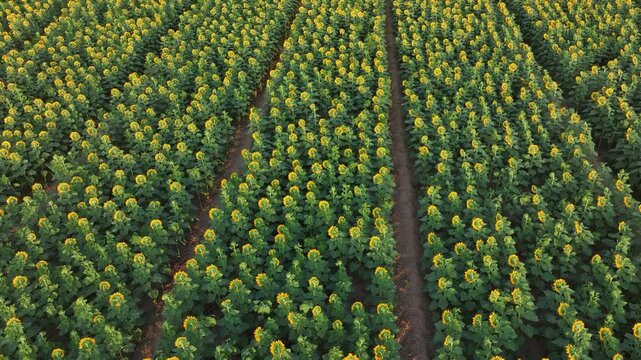 A beautiful view of sunflowers in western Iran