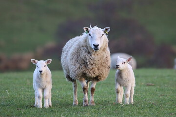 Obraz premium Sheep with lambs in a field in spring