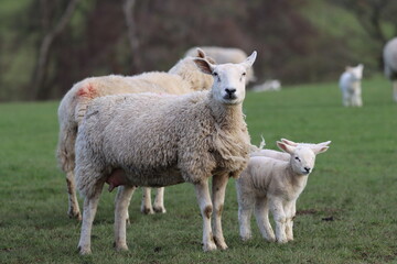 Fototapeta premium Sheep with lambs in a field in spring