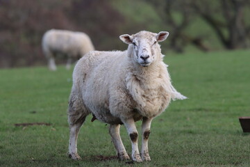 Obraz premium Sheep in a field in spring
