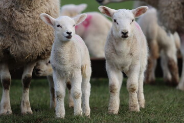 Fototapeta premium Sheep with lambs in a field in spring