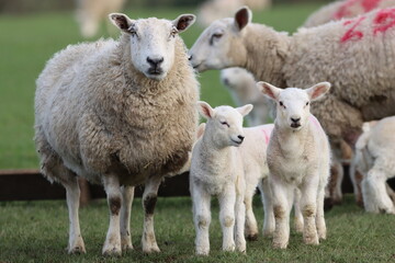 Obraz premium Sheep with lambs in a field in spring